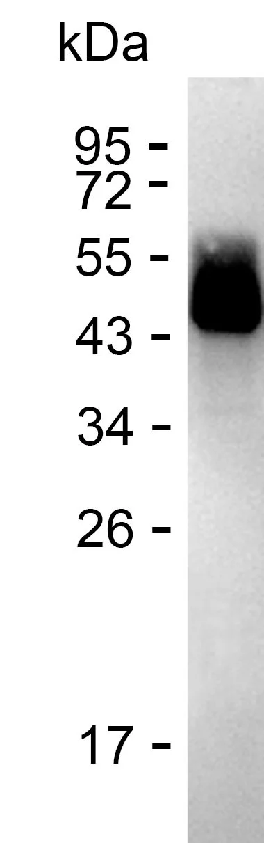 Western Blotting Recombinant Human CD82 Protein PHH7527